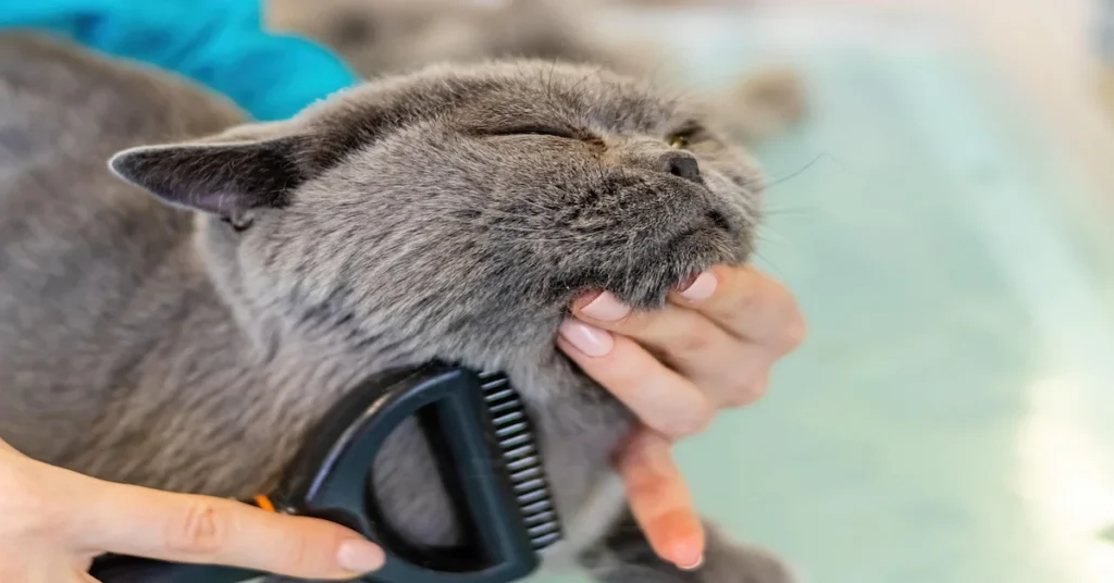 A person gently brushes a gray cat, promoting healthy fur and skin while preventing hair loss in pets.