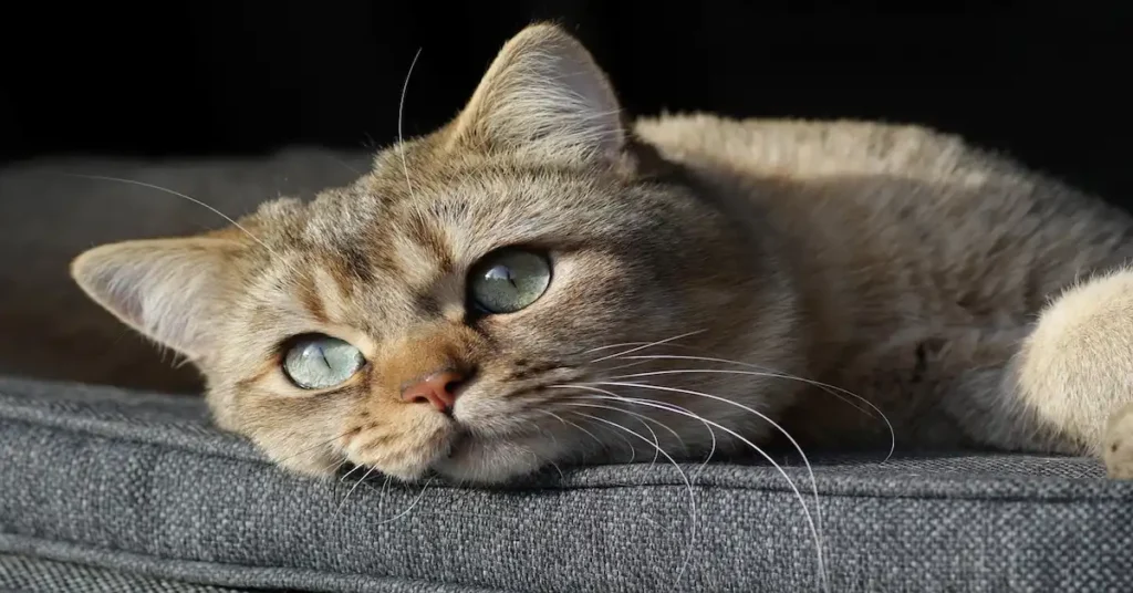 A relaxed cat lounging on a couch, embodying comfort and tranquility in a cozy home environment. natural