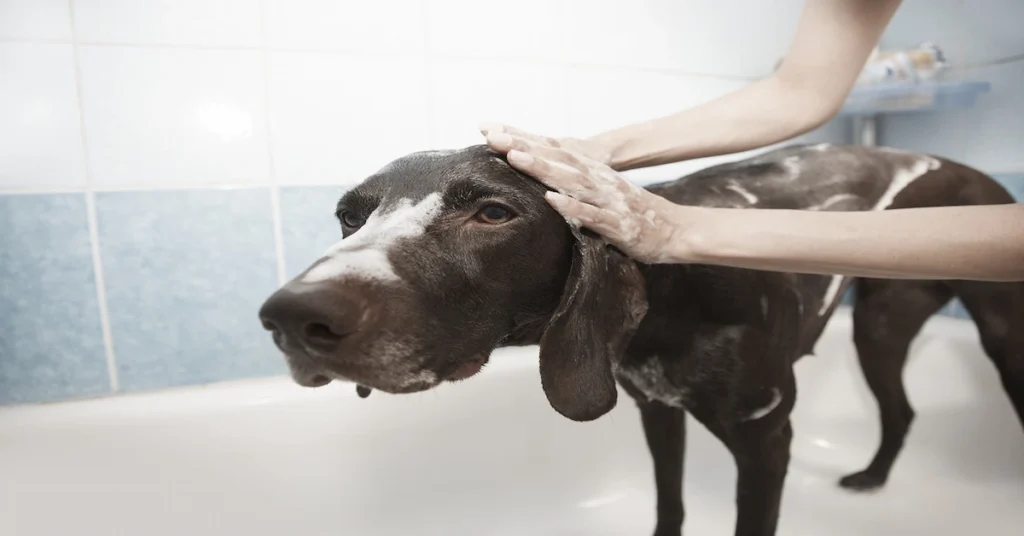 A dog enjoying a bath, illustrating the care needed for skin allergies and natural remedies.