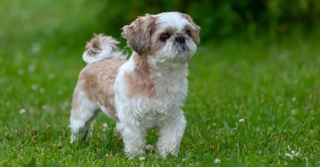 A small brown and white dog is standing in grass, showcasing a breed suitable for low-maintenance apartment living.