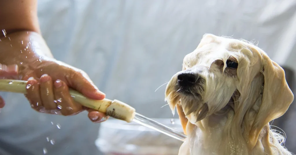 A dog being washed with a hose, illustrating DIY grooming tips for keeping pets clean and healthy at home.