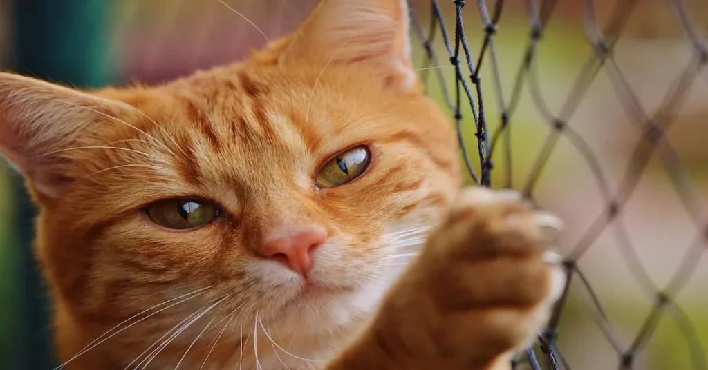 A cat looks intently at the camera, inviting viewers to learn about effective litter box training tips.