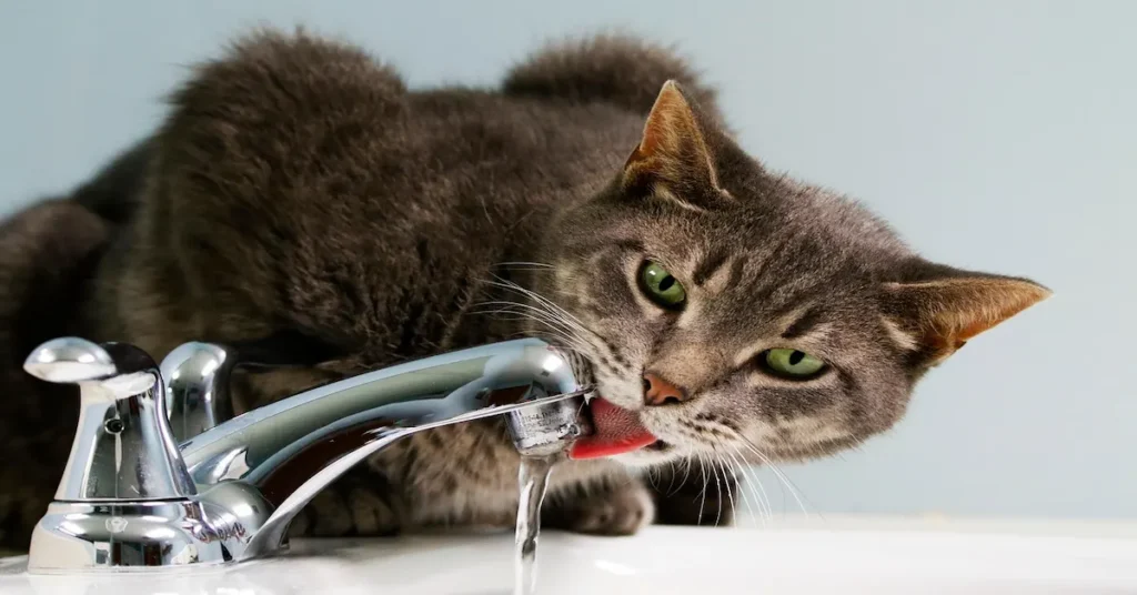 A cat enjoying water from a faucet, illustrating the significance of keeping pets hydrated in summer safe