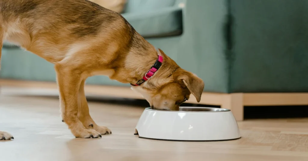 A dog enjoying a meal from a bowl on the floor, highlighting nutritious homemade recipes for dog health.