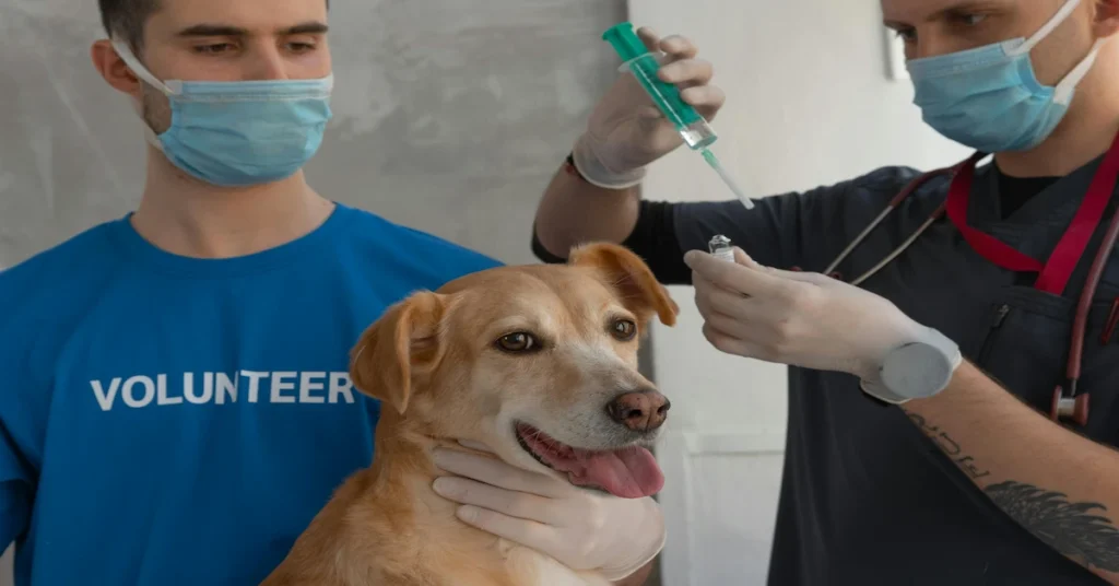Dog receiving essential vaccinations in 2025 to stay healthy and protected from serious diseases